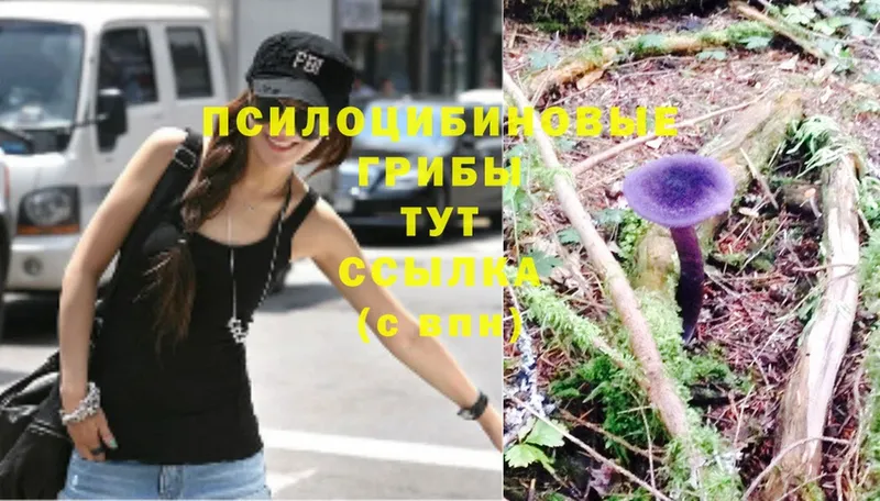 MEGA маркетплейс  Балашов  это телеграм  Псилоцибиновые грибы Psilocybine cubensis 