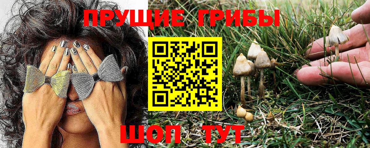 Псилоцибиновые грибы MAGIC MUSHROOMS  Вход с VPN  Псилоцибиновые грибы Psilocybine cubensis  Балашов 
